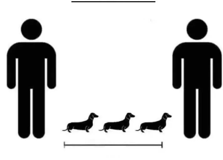jaquemacedoa's tweet photo. #MeasureSocialDistanceBy keeping three dachshunds away (: https://t.co/xjbDPShSPm