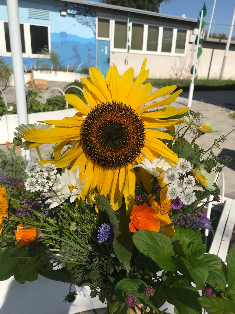 “Earth is what we all have in common” ~ Wendall Berry #earthday #growsomething #urbanag #natureisamainzing #sunflower #nasturtium @biggreen #ispy #fuzzy #green #tiny #living #tall #cliantroflower #californiapoppies #wildflowers #bouquet #noplanetB #administrativeprofessionalsday