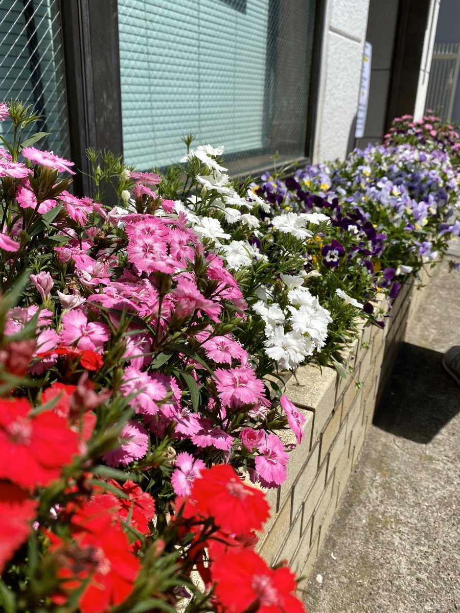 南行徳メトロセンター会 南行徳駅前郵便局 営業時間に変更があります また 3密を避けるため 外に並んで1組ずつ入場案内をしていらっしゃいました 南行徳 局前のお花が綺麗だったので撮らせていただきました