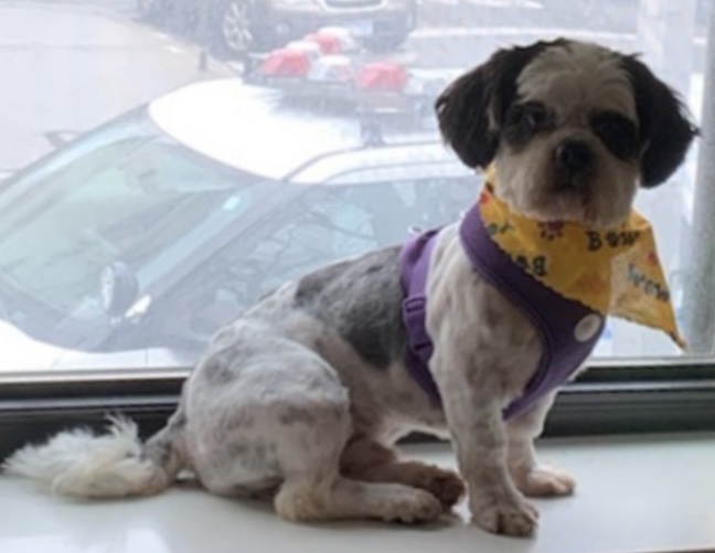 Excited to meet my new furry baby in a few hours. I'm adopting Monty, a 4 year old Shih Tsu from For Blakes Sake Rescue. ow.ly/chNB30qA2eK.
