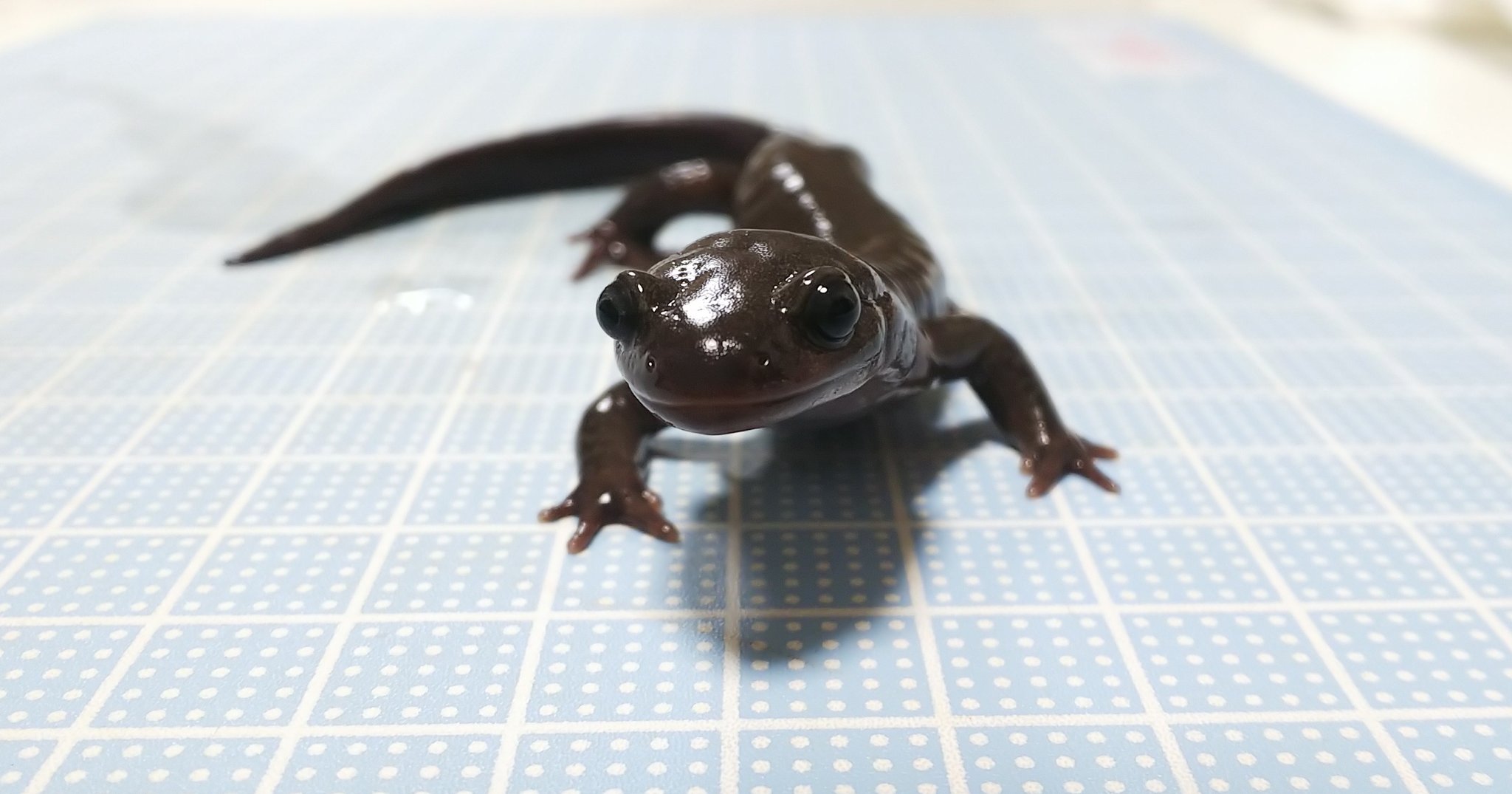 りおん 小学生並みの絵を描きました 子供の頃ここでエゾサンショウウオの幼生を捕まえ上陸させ人工餌をたべさせ育てました 初めてサンショウウオを知り育てる楽しさの鍵が落ちていた場所 安い色鉛筆で右手死にましたけど この子をイモリウムで飼育し りおん 小学生並みの絵を描きました 子供の頃ここでエゾサンショウウオの幼生を捕まえ上陸させ人工餌をたべさせ育てました 初めてサンショウウオを知り育てる楽しさの鍵が落ちていた場所 安い色鉛筆で右手死にましたけど この子をイモリウムで飼育し