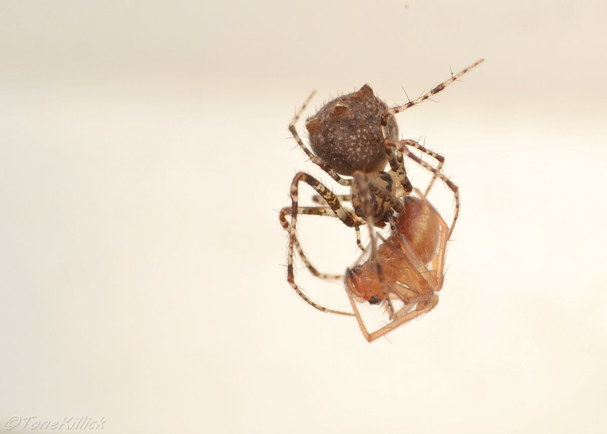 Pirate spiders are tiny at around 3mm, cryptic and nocturnal which makes finding them no easy chore. As mentioned earlier these are araneophagic meaning they prey specifically on other spiders. So much for the easy life of flies and beetles!