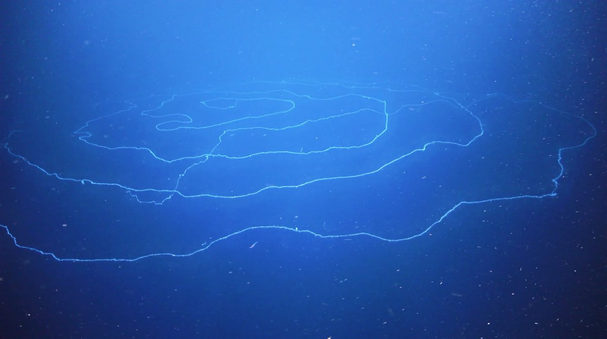 DAY 31: If you've been living under a rock for 2 weeks, a cruise studying Ningaloo Canyons  #deepsea off W. Australia, came across THE LONGEST ANIMAL EVER! Recorded at ~600m, this beautiful siphonophore, Apolemia, is 45m long & is actually a colony of many zooids:  @SchmidtOcean