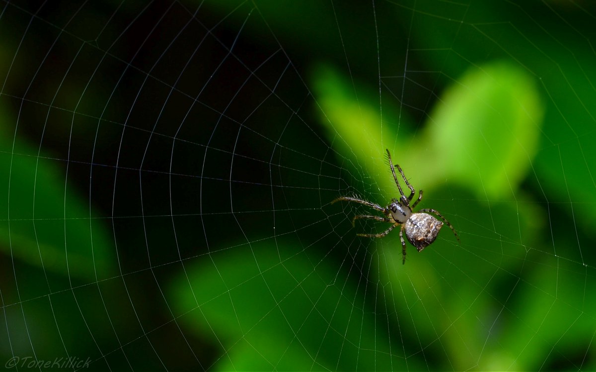 Ero species generally prey on Araneids (orb weavers) and Theridiids (scaffold web weavers) by invading the hosts web. Two different behaviours are used. When invading a orb web the pirate spider will pluck at the strands to entice the host to approach.