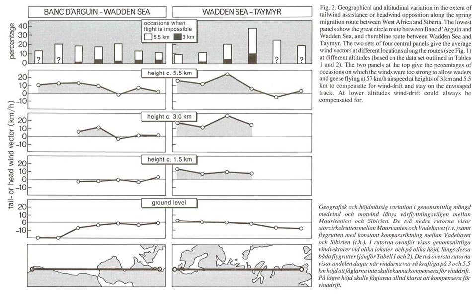 GlobalFlyway's tweet photo. Winds are fun, and they have been for a long time! For an introduction into potential wind assistance along the East Atlantic Flyway see the 1992 paper in Ornis Svecica, Open Access: https://t.co/AAAJmjnyub https://t.co/KvDxKoSYhg
