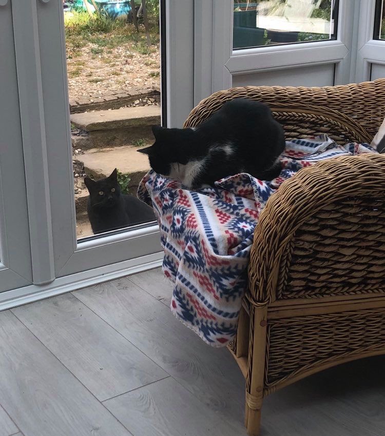 rufus_age's tweet photo. My new neighbour is getting brave 😳 #notsureilikethis #CatsOfTheQuarantine #CatsOfTwitter https://t.co/JCXgJgdSDB