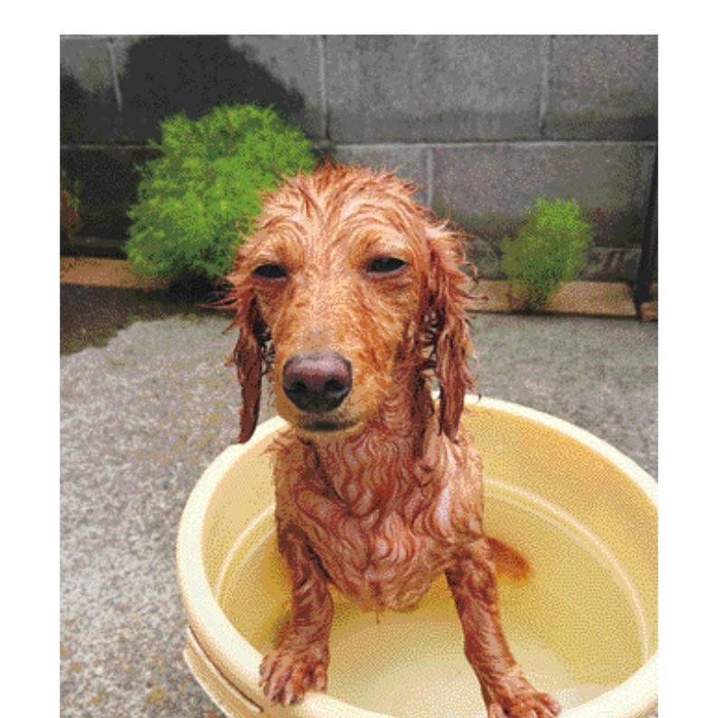 犬めくり 日めくりカレンダー 犬めくり おかわり もも 年8月14日掲載 外から帰ったら顔とカラダを洗ってお風呂へダイブ Inumekuri 犬めくり 犬カレンダー 手洗い 清潔 お風呂 全身消毒 もも