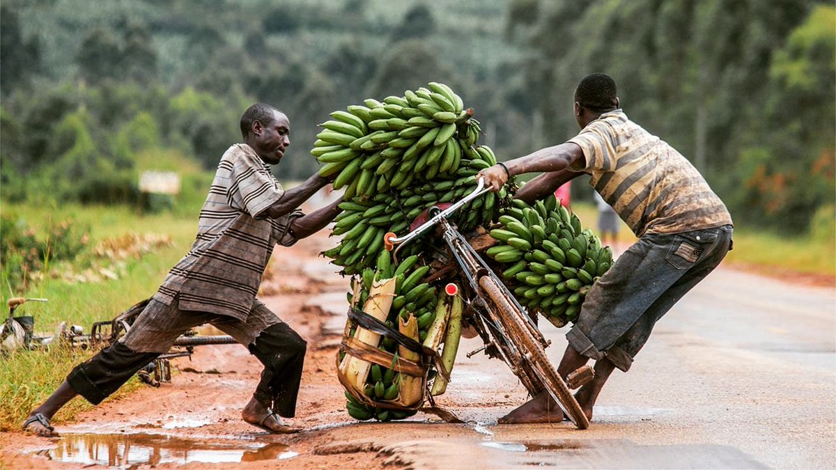 Dovetreesafaris's tweet photo. Transporting of food remotely during the Lockdown.

#LockdownNow #COVID__19 #StayHome #StaySafe #StayActive #PandemicCovid19  #WorldHealthOrganisation #MinistryofHealth #letstraveltomorrow #VisitUganda #ug360🇺🇬 https://t.co/6jGYtSEd44