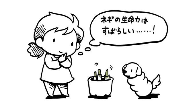 ネギの根っこを植えて1週間ほど経ちますが、順調に全てすくすく伸びています。薬味に困らなくなるのが楽しみ。
3日に1回のスーパー、オンライン通販がある今なら全然なんとかなる頻度だと思うし、ちょっと我慢もあるもので暮らす工夫と思えば楽しくなる。ポジティブにいきましょう
#StayHome 