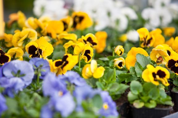 Puutarhakauppaa ihan pihalla – 200 S-ryhmän myymälään tulossa puutarhan pop up -myymälä puutarhaparkki.mediaparkki.com/2020/04/23/puu…