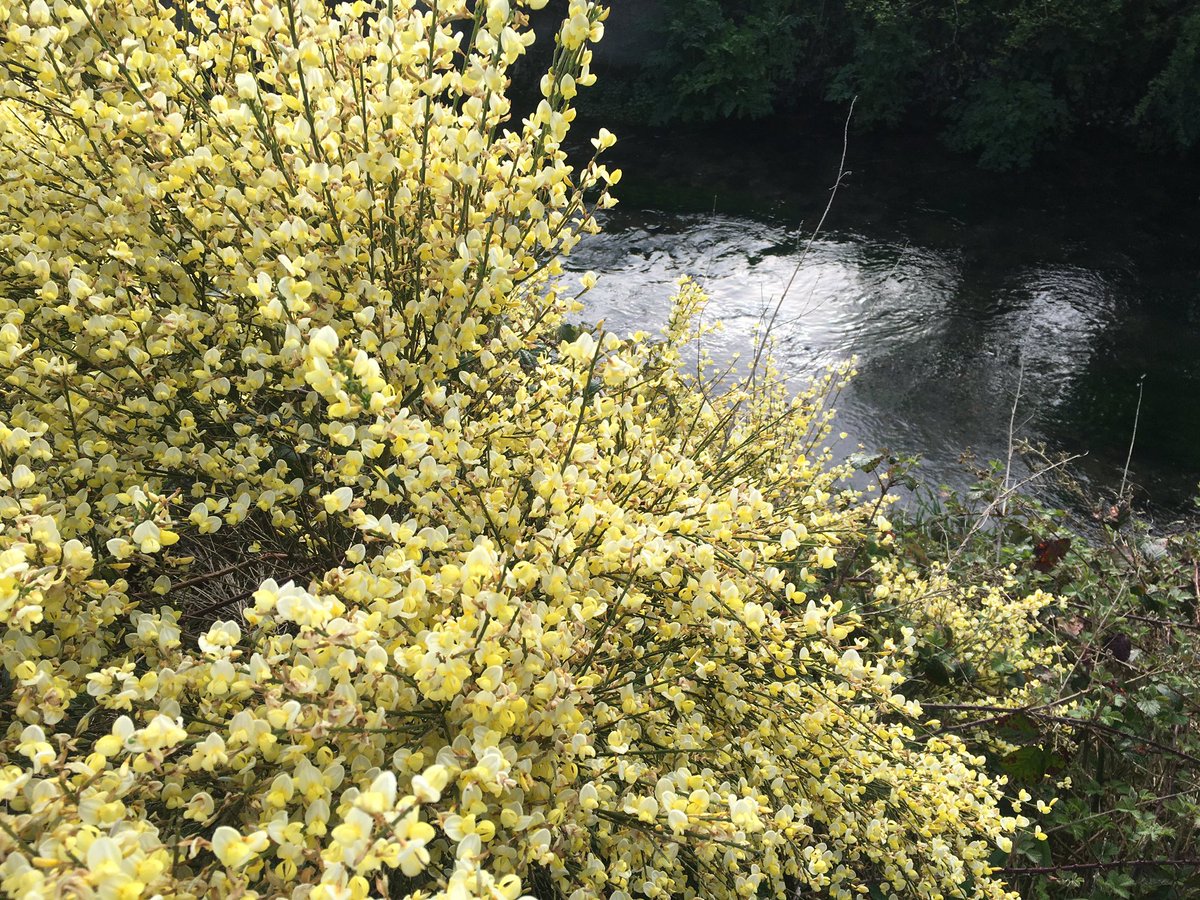 River’s edge #broom. At its best this morning! #riverwylye #crockerton #wiltshire #warminsterbroom #flowers #springshrub