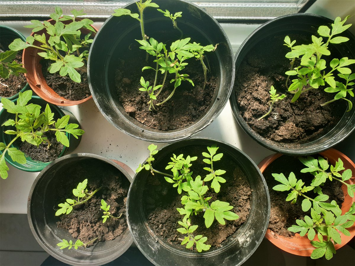 Keep_Wales_Tidy's tweet photo. #ThursdayThoughts What are you growing at home? These tomato plants are really enjoying the sunny weather at the moment! Do you have any tips for first time gardeners? Use the #GreenSpacesAtHome to share your top tips or a picture of your bit of nature at home🌱🍅 https://t.co/jHSyfmPoTg