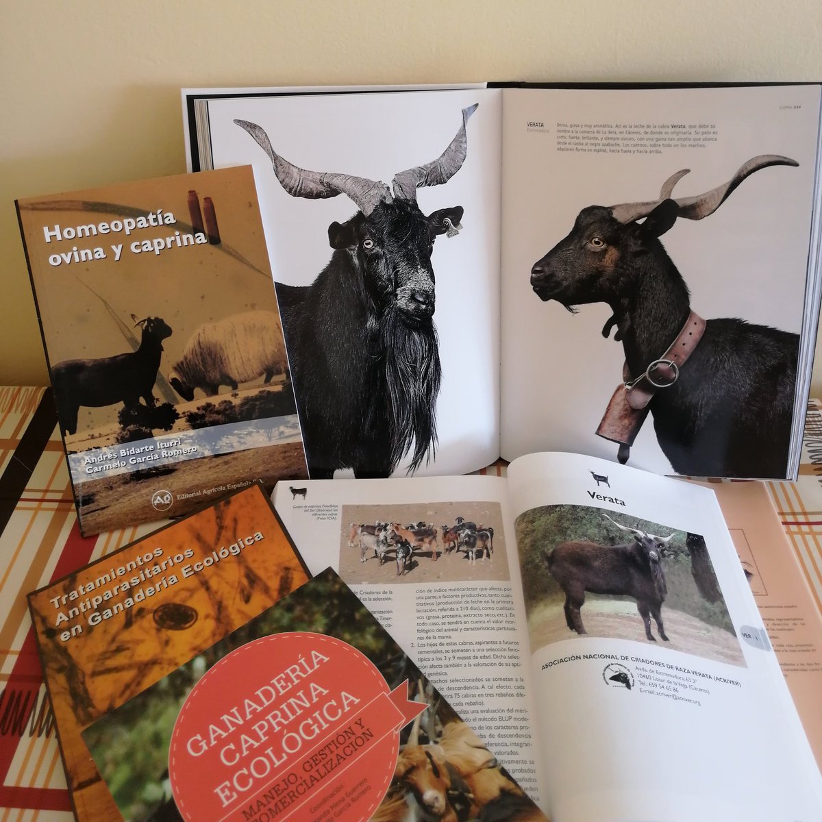 acriverata's tweet photo. Hoy es el #DíadelLibro y este año tenemos la excusa perfecta para releer todos esos libros que tenemos en nuestra colección de casa... Qué mejor manera de disfrutar de las #RazasAutóctonas durante el confinamiento!! 🤓🔎📖💭🐐🐏🏞️
#100x100nuestro #cabraverata #feagas #federapes https://t.co/u3LUU58YdP