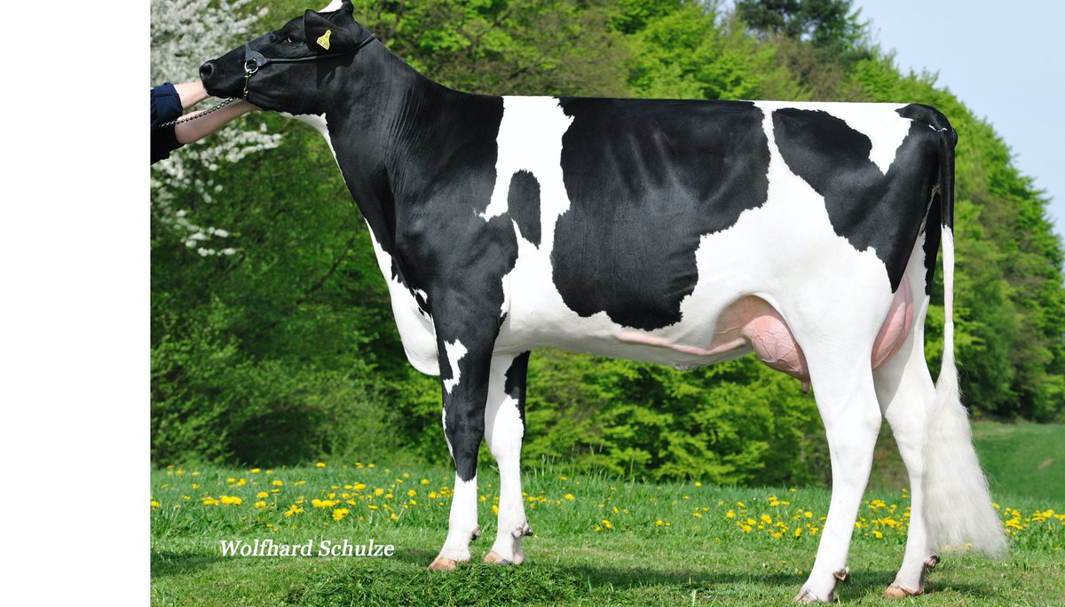 solveagripak's tweet photo. 234HO09006 COME ON (Hb. No. 619124)
An amazing bull with TPI 2523, NM$ 464, CM$ 511, Excellent Production with very high components (combined Fat and Protein +123), Excellent Calving Ease (perfect for heifers), daughter fertility and bull fertility.
#Genetics #SAPPL #GGISPERMEX https://t.co/yIBCYi8LUO