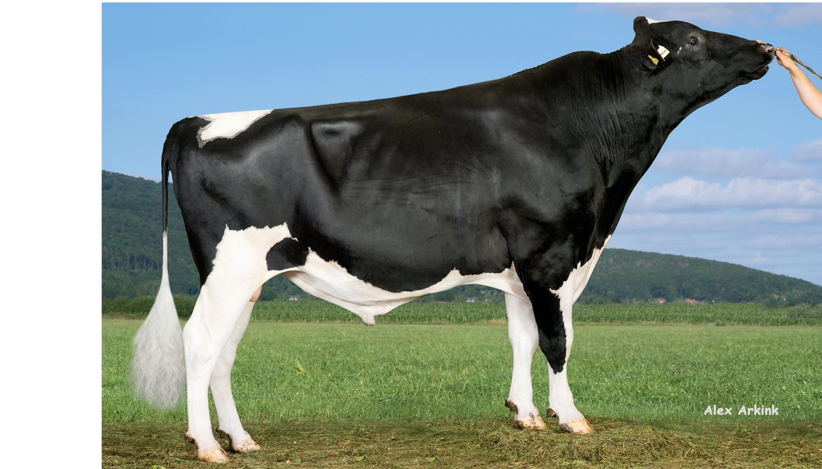 solveagripak's tweet photo. 234HO09006 COME ON (Hb. No. 619124)
An amazing bull with TPI 2523, NM$ 464, CM$ 511, Excellent Production with very high components (combined Fat and Protein +123), Excellent Calving Ease (perfect for heifers), daughter fertility and bull fertility.
#Genetics #SAPPL #GGISPERMEX https://t.co/yIBCYi8LUO