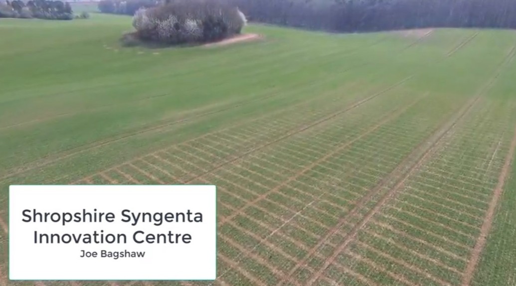 Trialist Joe Bagshaw shares an update from the Shropshire Innovation Centre in his latest video! He discusses disease within the cereal fungicide plots at the IC, and gives an insight into the crop quality: ow.ly/AtaR50zlwAk 🌾