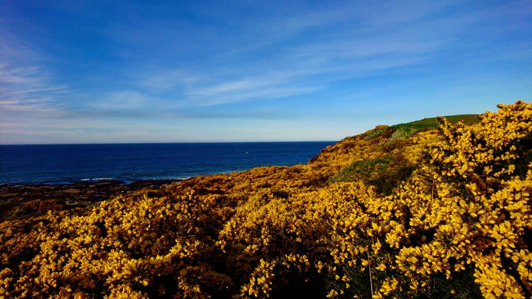 mzchambers's tweet photo. Great to explore and see what's around us. Be thankful for what's on your door steep.

#scotland #sea #flowers #sky #sea #walk #trees #earthday #thinkful #peace #explore https://t.co/uwiAswioud