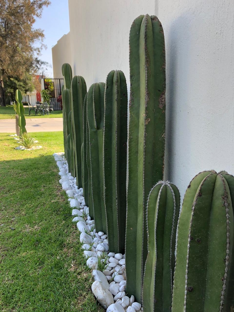 Sr Cactus GDL On Twitter Pachycereus Marginatus 