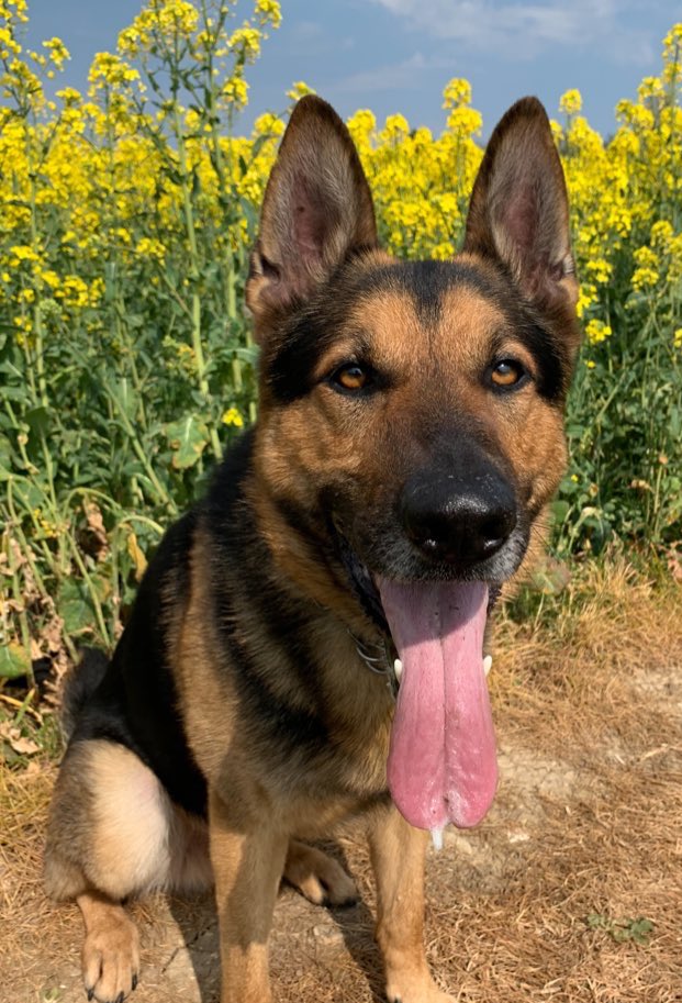 BCHPoliceDogs's tweet photo. Stolen car located abandoned in Luton by @ApuBch
PD Dexter tracks from vehicle to two males matching description of offenders. 2 x Arrested
Vehicle recovered and offenders arrested within 40mins of theft. #Goldservice https://t.co/ufOP8oyP97