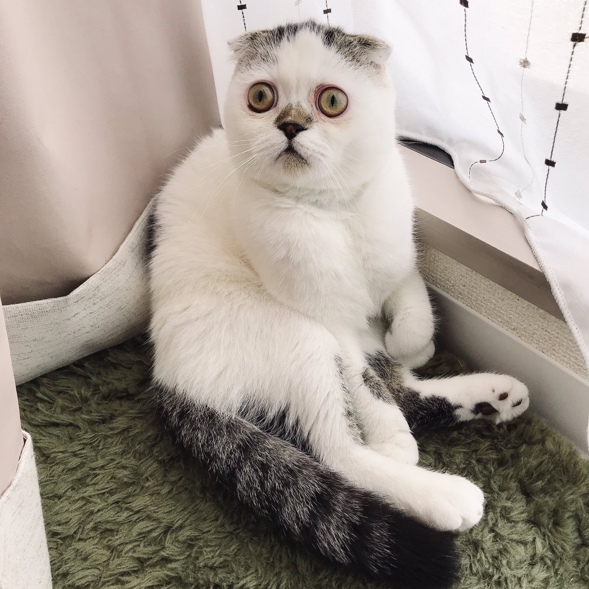 Uzivatel まんまる党 Na Twitteru スコ座り スコティッシュフォールド スコ座り こんな時こそ猫に癒されよう ねこのきもち T Co D6k4tcn1ag Twitter