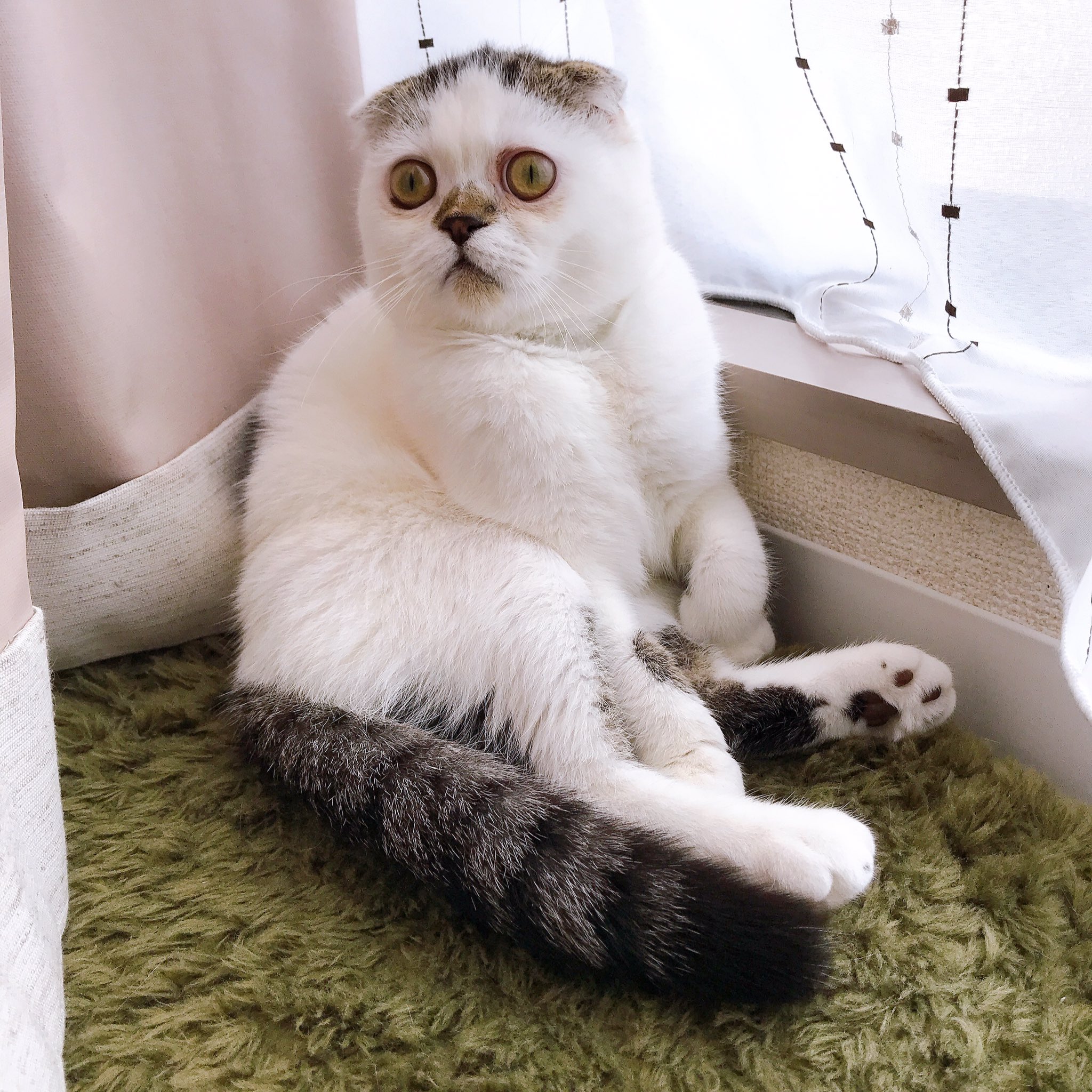 まんまる党 Twitterissa スコ座り スコティッシュフォールド スコ座り こんな時こそ猫に癒されよう ねこのきもち まんまる党 Twitterissa スコ座り スコティッシュフォールド スコ座り こんな時こそ猫に癒されよう ねこのきもち