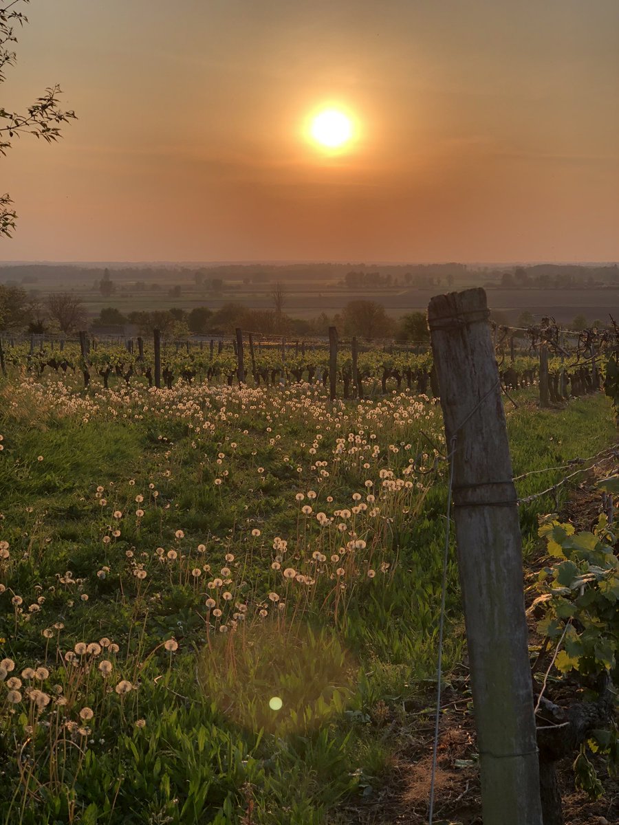 About last night... #lockdown #coronavirus #stayingin #lagrandemaison #countryside #vineyards #sunset #loirevineyards #exercisemotivation #vista #landscapephotography #saumurvaldeloire #jaimeanjou #igersanjou #saumurtourisme #saumurlepuynotredame #winetours