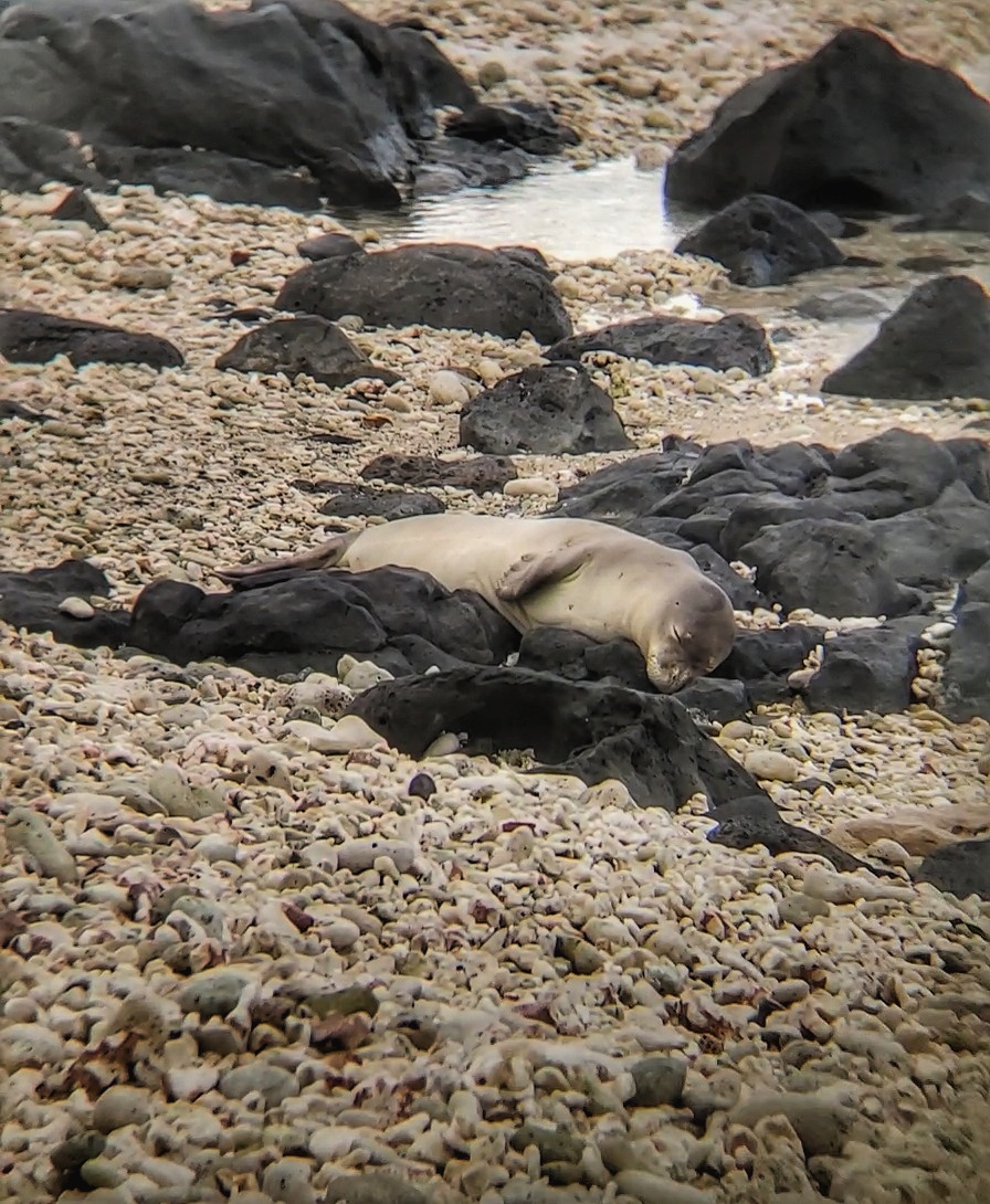 AnitaNREM's tweet photo. #Feralcats are obviously a problem here in Hawai'i, spreading #toxoplasmosis and endangering Hawaiian monk seals. But did you know that a big part of the problem is  that there is no legislative definition of what a feral cat is?
@Vaibhavi_27 #NREMseminar
https://t.co/GBNHsrMAus https://t.co/UHpxYef2Tz