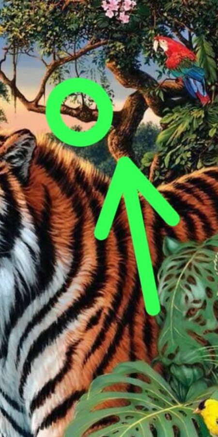 tiger optical illusion