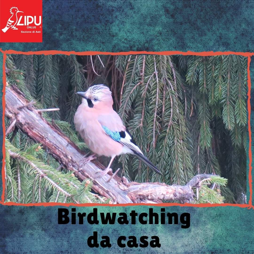 LIPU_Asti's tweet photo. Conoscere le singole specie è un passo fondamentale per imparare ad amare ciò che ci circonda.
La Lipu ha deciso di realizzare questa mini guida al Birdwatching. 🦉 https://t.co/7Xg5hXTRiz e compilare il form.
In foto, un bellissimo esemplare di ghiandaia. https://t.co/6eWE0jA3Zc