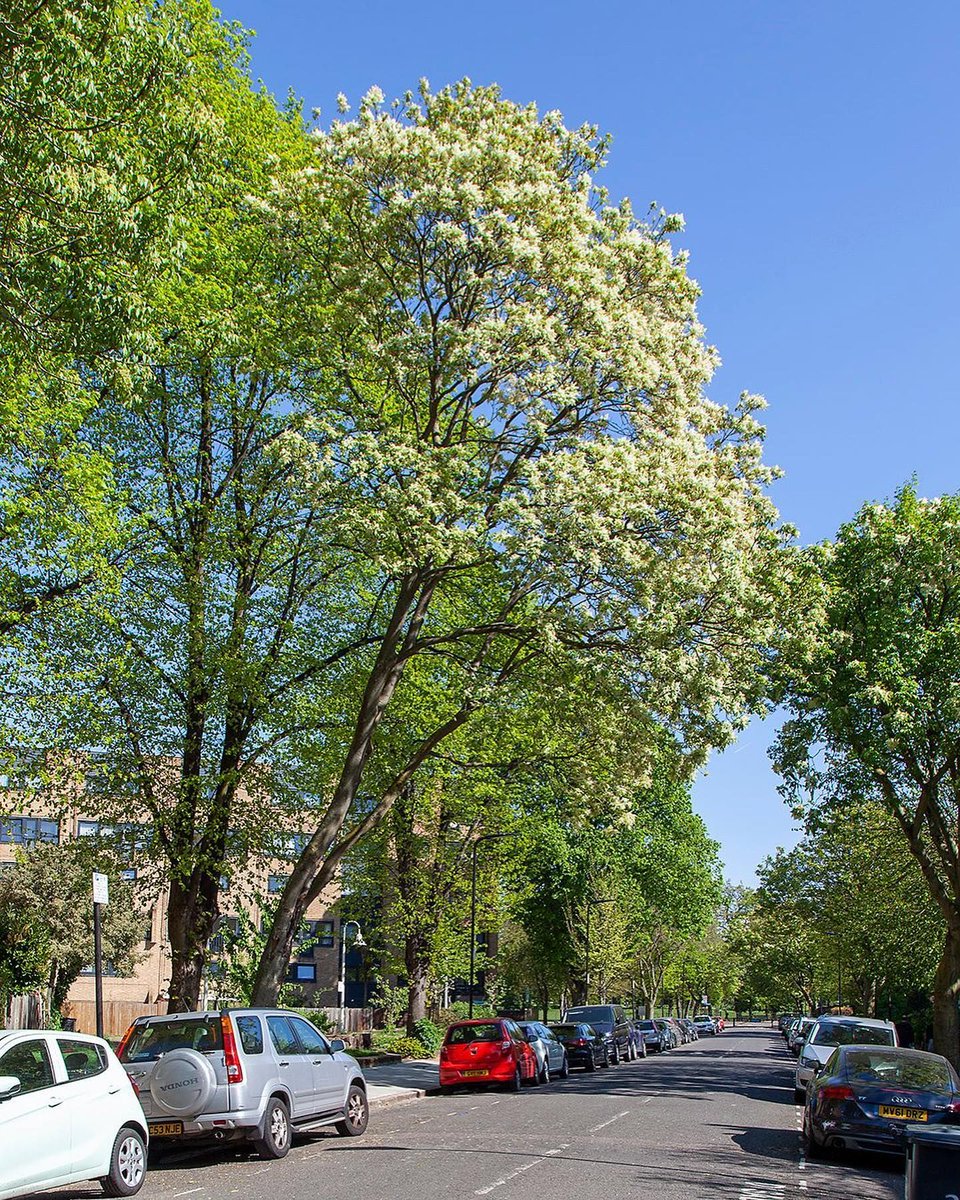 TheStreetTree's tweet photo. My #DailyExercise took me on a tour of N16. One of the highlights was this, the biggest Manna Ash (Fraxinus ornus) I've seen. Named for heavenly manna, the mythical substance that sustained the Israelites during their 40-year exodus in the desert. https://t.co/VDTmZC9TeK