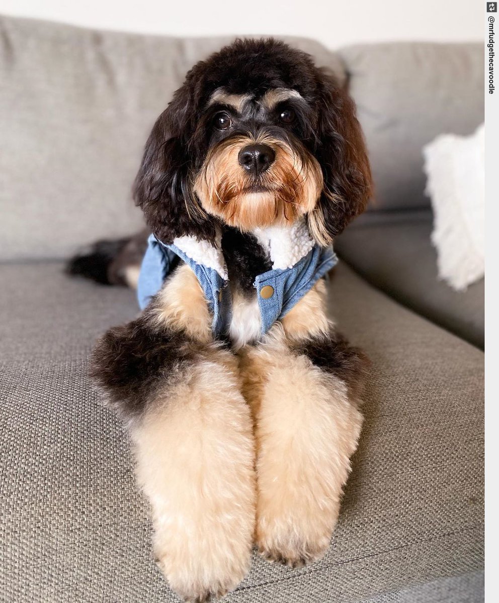 IngloriousDogs's tweet photo. Okay but seriously. look how fluffy my legs are! you work wonders ๐ #fluffygoals #puppy #puppylove #dogsofinstagram https://t.co/sHvsyNbyVy