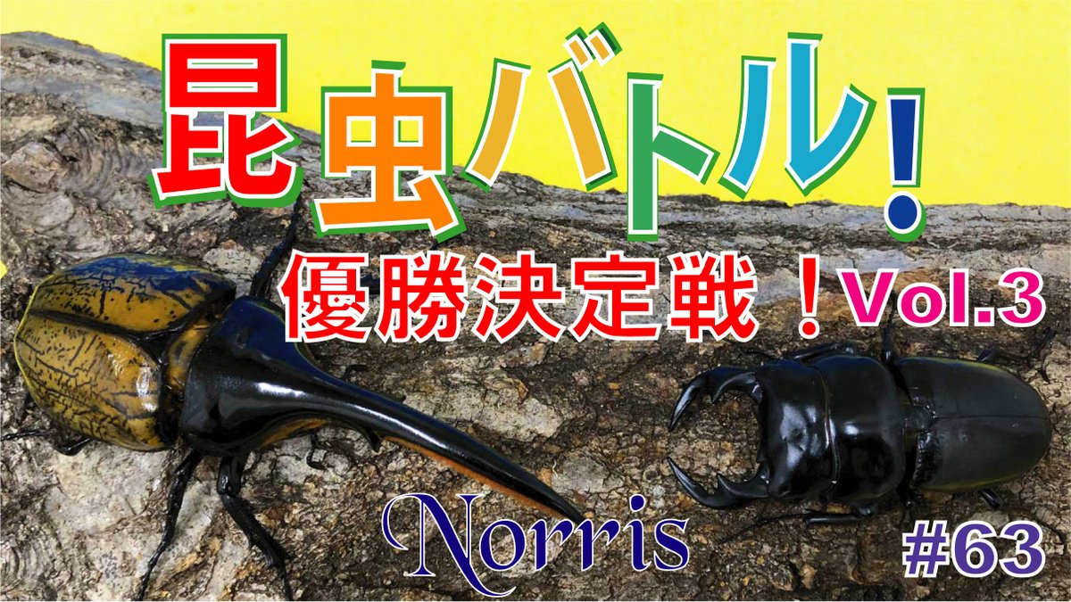 昆虫バトル Twitter Search Twitter