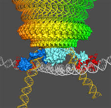 DeenaSierra1's tweet photo. its a time to showcase the research in the conference team #Structuralbiology inviting all the #research leaders in the globe to present their research
#SequencingAnalysis
#HybridapproachesinStructureprediction
#StructuralBioinformatics
#FrontiersinStructuralBiology https://t.co/4yMR03vvkn
