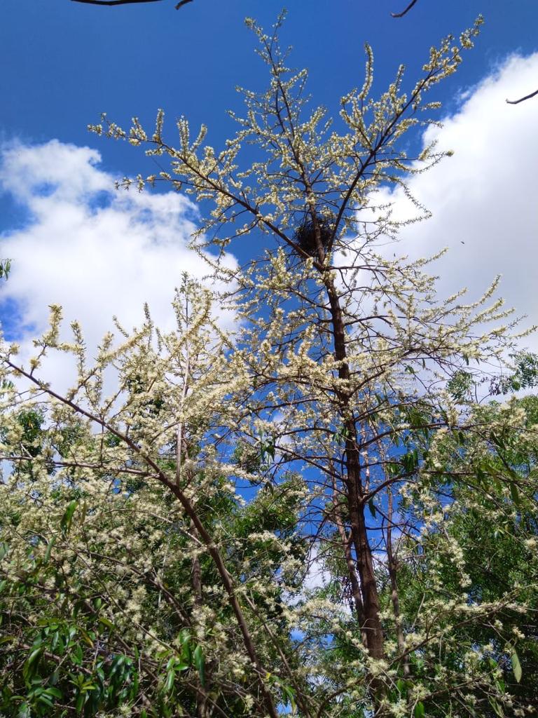 NizhalShade's tweet photo. #Asoka (#Saraca asoca) buds, #Azhinji (#Alangium salvifolium) and #Kumizh (#Gmelina arborea) in full bloom and one of the last #Purasu (#Butea Monosperma) flowers of the season: spreading colour to a tree near you! https://t.co/w6zdLCHZ0v