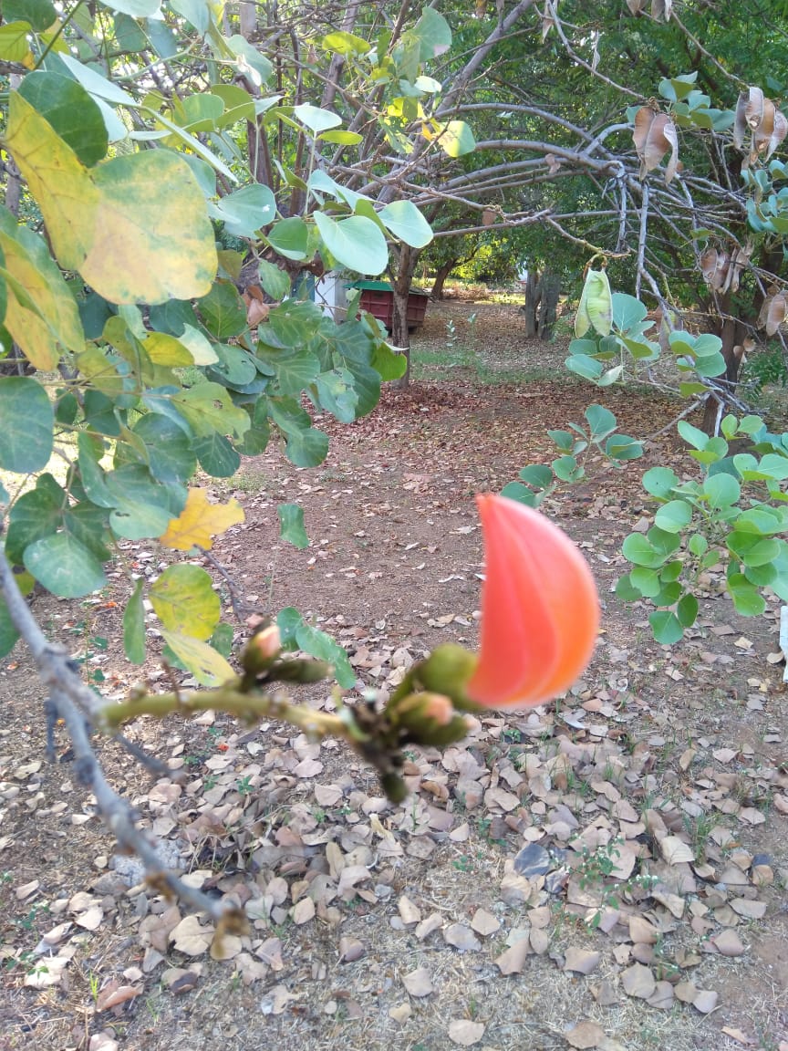 NizhalShade's tweet photo. #Asoka (#Saraca asoca) buds, #Azhinji (#Alangium salvifolium) and #Kumizh (#Gmelina arborea) in full bloom and one of the last #Purasu (#Butea Monosperma) flowers of the season: spreading colour to a tree near you! https://t.co/w6zdLCHZ0v
