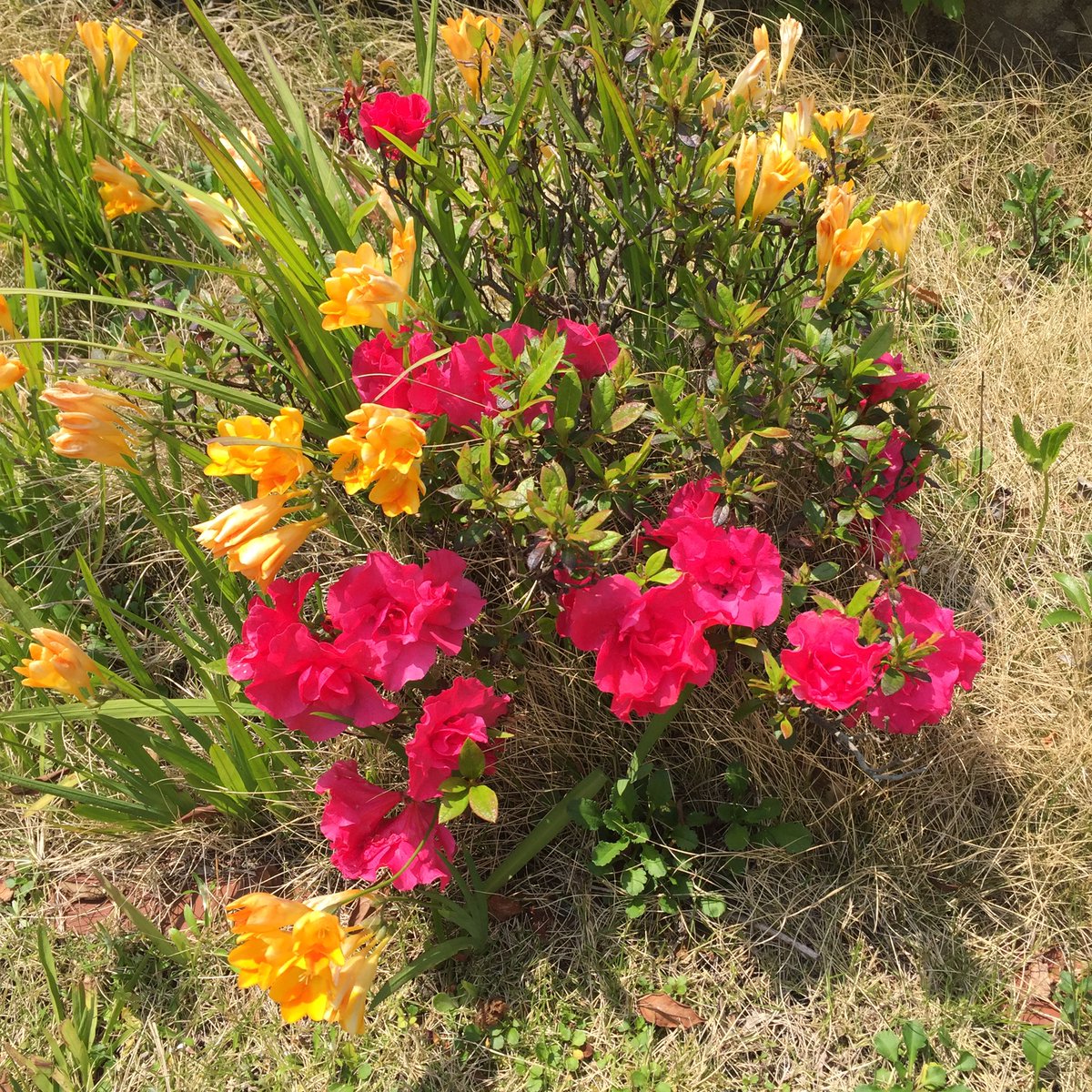 Masashi V Twitter 赤いアザレアと黄色いフリージア Red Azaleas And Yellow Freesias アザレア フリージア 花 赤い花 黄色い花 春の花 花が好き 春 4月 晴れ 日差し Azalea Freesia Flower Blume Fleur Flora Redflower Yellowflower Spring