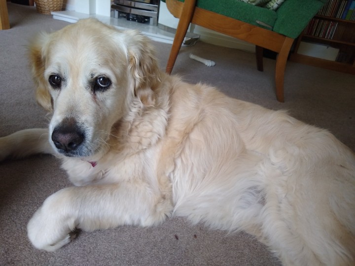 alan_hulme's tweet photo. @BishopDorking Just made the mistake of showing the puppy picture to @aawresources. She now wants one to keep Holly company.😲 https://t.co/sgJzVx9an0