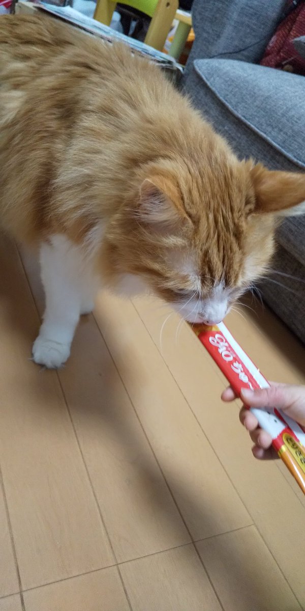 AtelierRainbow_'s tweet photo. 昨日は『せんせい』の12歳の誕生日でした🐈️🎂

寝てばっかりで、おじいちゃんぽくなってきたけど今でも甘えん坊なせんせい。
急に大声を出したり、泣いたりするからか、娘は少し恐いみたい(笑)
娘が寝てからとか、隙を見て甘えてきます😁

昨日は久々にチャオちゅーるをもらってご満悦。 https://t.co/RYDgk2PQZL