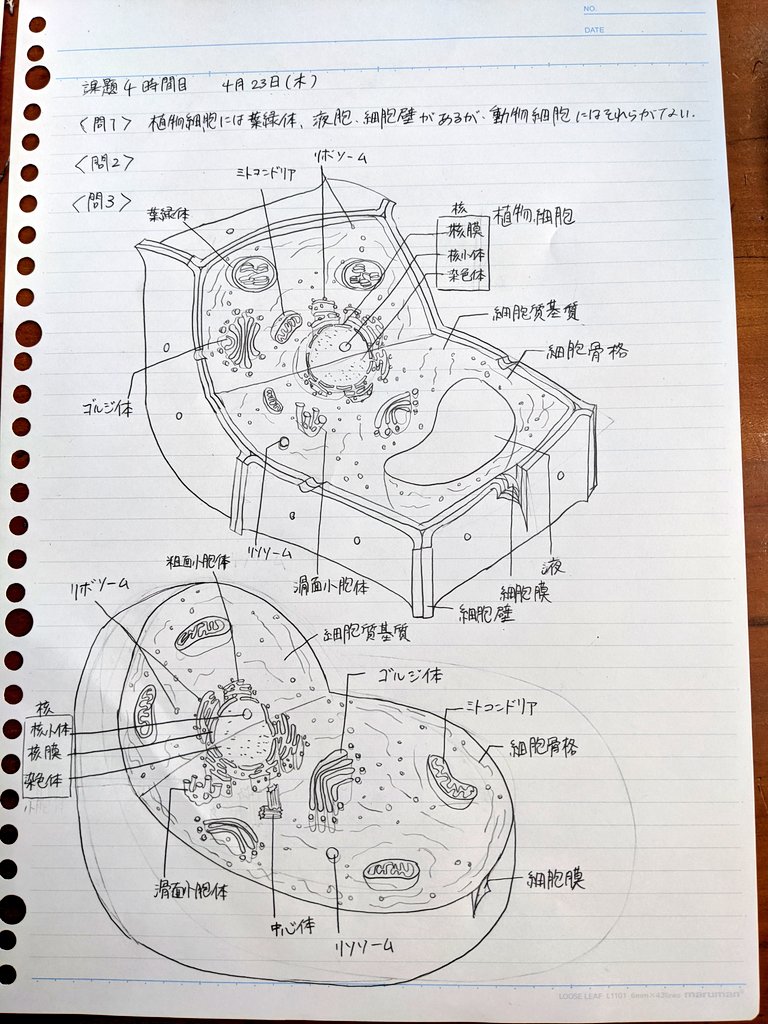 さんご あ 電子顕微鏡でした 誤字