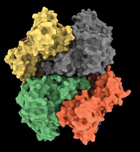 LENSinitiative's tweet image. Read the @PhysicsToday wrapup of the global race to &quot;disable the molecular machinery of the novel coronavirus&quot; using #synchrotrons, #neutronsources, #CryoEM and #XFELs
doi.org/10.1063/PT.3.4…

@lightsources @LEAPSinitiative @ESFRI_eu @ILLGrenoble @PDBeurope @CERICnews @UKRI_News