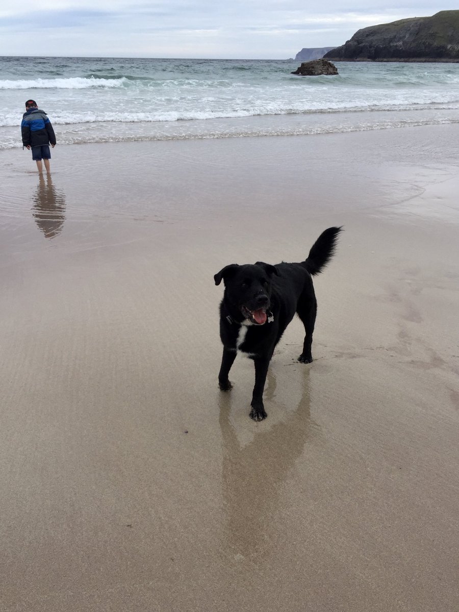 toonmillie's tweet photo. Day 39 of dog photos. May 2017 at #sangosands near #Durness on the #NC500 #dogs #dogsoftwitter #Scotland https://t.co/bGJVz20oDl