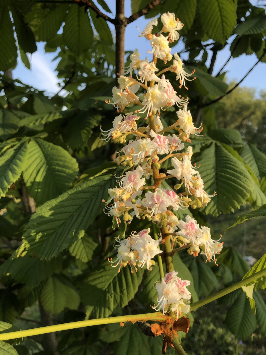 Morning flower fanciers! Some gorgeous blossom today: Elderflower breaking bud; outrageous Crabapple; Midland Hawthorn (Brummies did you know you had your own subspecies?) and just lovely, lovely, lovely Horse Chestnut. Lovely.