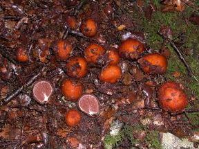 In NZ we have a lot of truffle-like fungi. They aren't real truffles, but like truffles they keep their spores enclosed in the fruit body. Sometimes they are underground, but NZ has a lot that are colourful and that pop up above the ground, like this Cortinarius beeverorum.