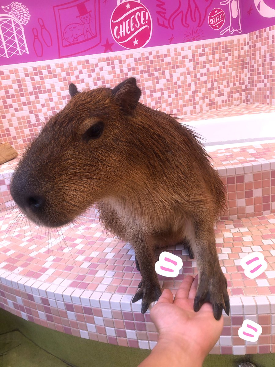 原宿かわいい動物園 No Twitter 今日も絶好 秘技 カピオカのおて 炸裂ー ちょっとドヤ顔するのが最近の流行 笑 原宿かわいい動物園 カピバラ カピオカくん 愛しさと愛しさと愛しさ おて 休園中 原宿かわいい動物園 No Twitter 今日も絶好 秘技 カピオカのおて 炸裂ー ちょっとドヤ顔するのが最近の流行 笑 原宿かわいい動物園 カピバラ カピオカくん 愛しさと愛しさと愛しさ おて 休園中