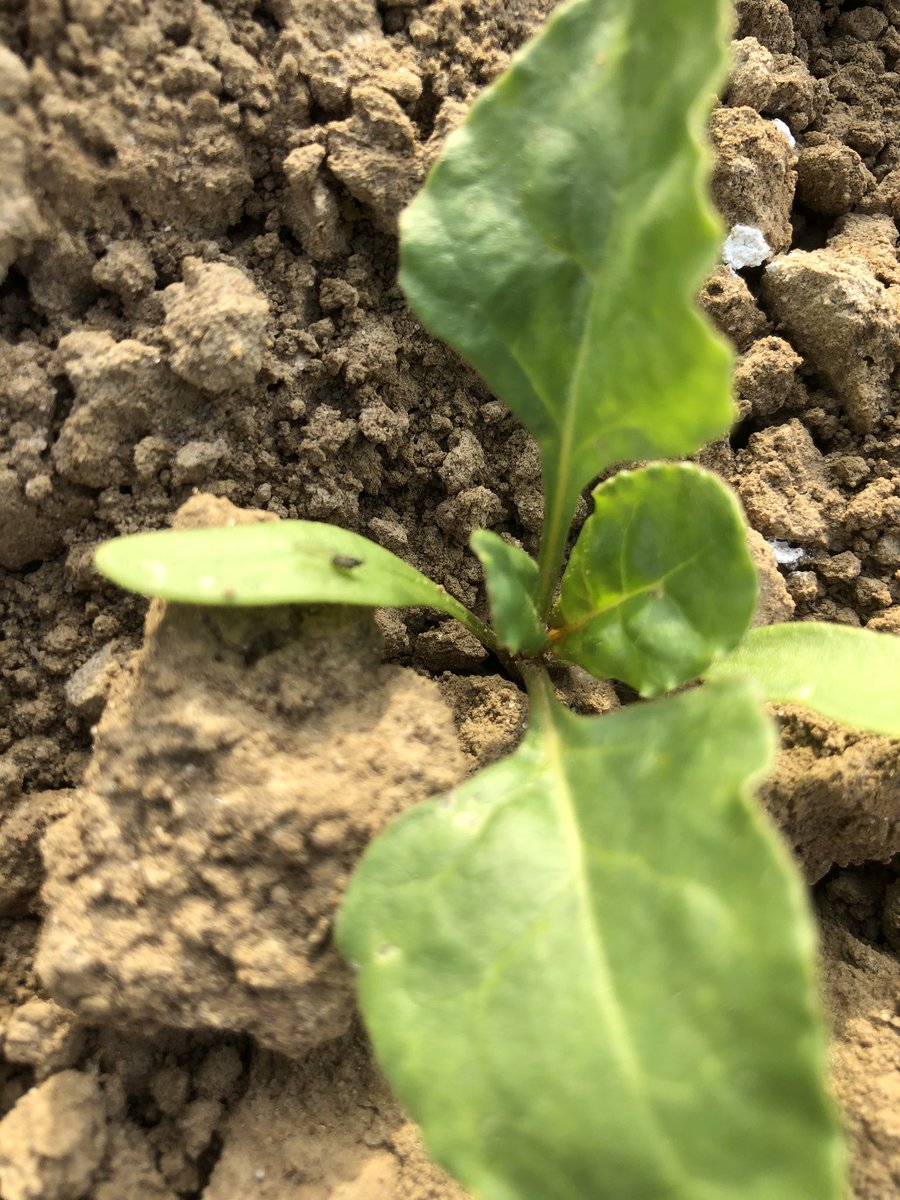 Producteur  de betteraves depuis 30 ans et c’est la première fois que nous utilisons un insecticide avec l’arrêt de l’enrobage Gaucho de la semence. De mémoire les abeilles ne creusent pas😡On a retiré une solution agro-écologique <a href="/dguillaume26/">Didier GUILLAUME</a> @UIPPorg <a href="/Anses_fr/">Anses</a> <a href="/Tereos/">Tereos</a> <a href="/CGB_FR/">CGB</a>