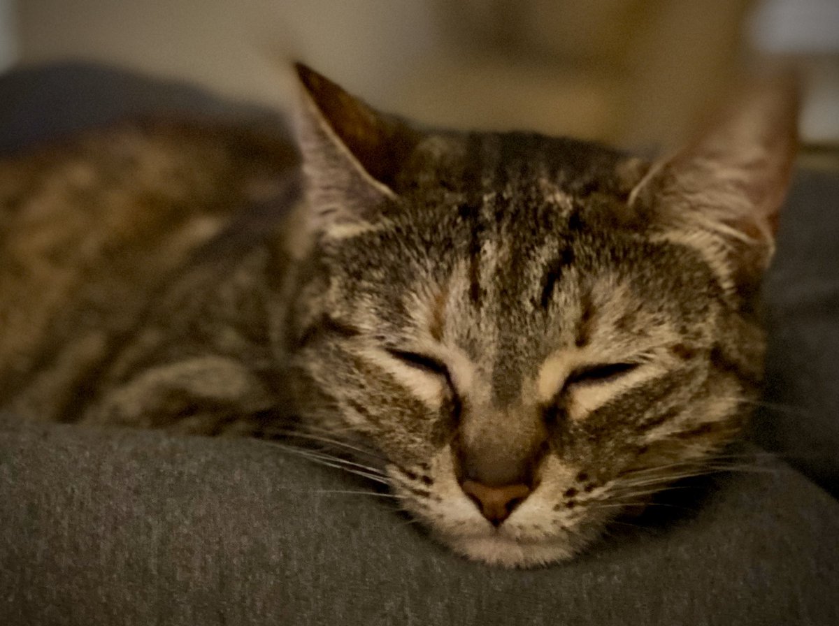 susanspeer's tweet photo. @SusanNelsPres I can send you a sleepy kitty 😻 https://t.co/yD67XH8VrB