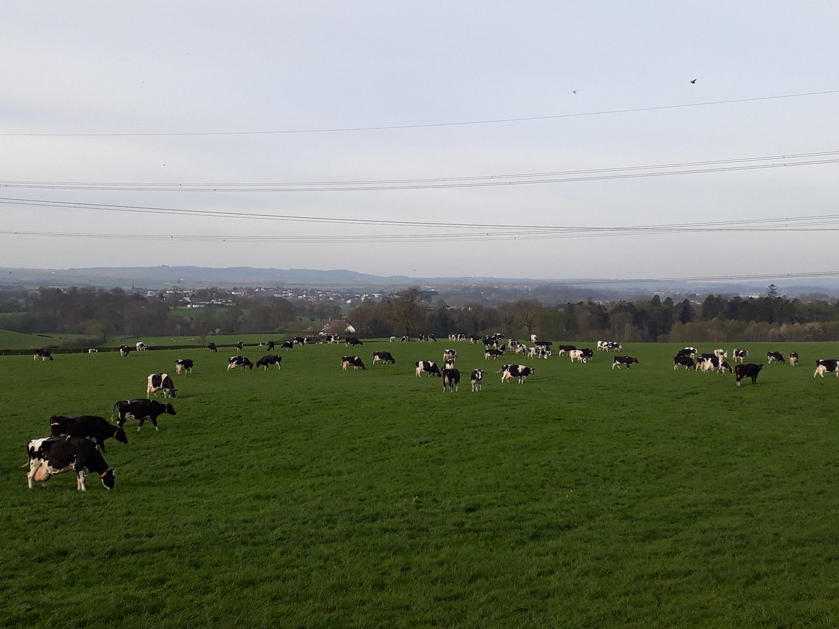 Cows going out for day 2 was much less eventful today. They all went in through the gate not over/through the fence and none of them ended up in the winter barley. 
Happy days