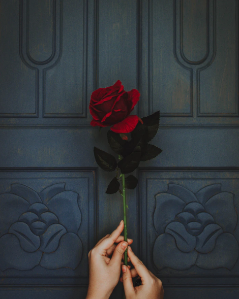 Yarnerhouse's tweet photo. #StGeorgesDay2020 

St George was a soldier who killed a dragon &amp; saved a princess. A traditional custom is to wear a red rose in your lapel.

For anyone fighting their own battle right now, in whatever shape or form, this photo is especially for you.

#StaySafeStayHealthy https://t.co/W7mZm2Uwj5