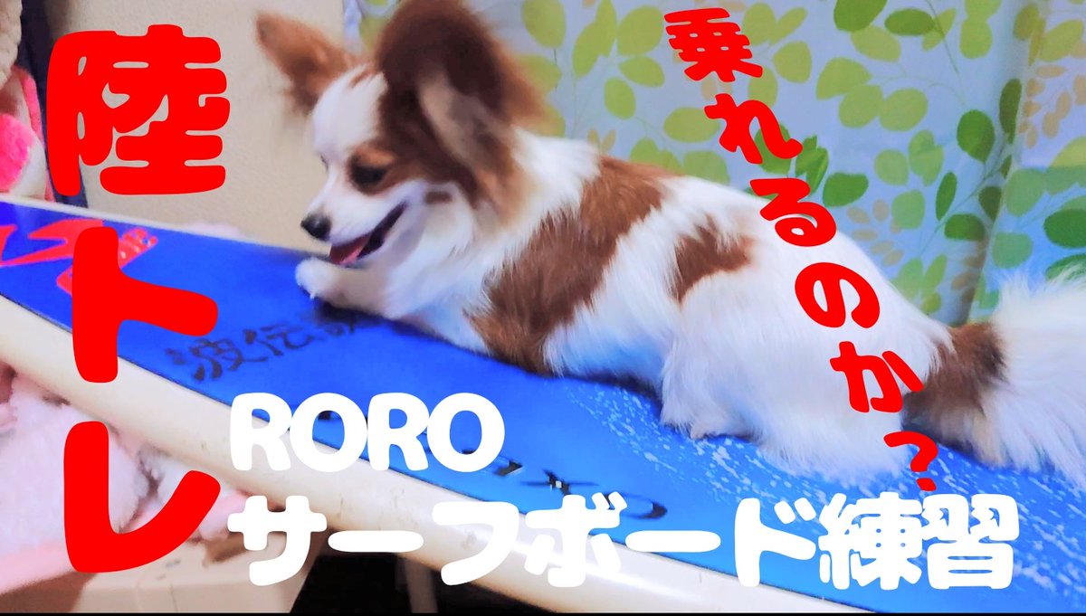 晴れたり曇ったり(о´∀`о)中途半端な天気ですね。

新作のYouTube動画作りましたので
空いた時間があれば是非ご視聴下さい

#犬好きな人と繋がりたい
#犬動画
#犬好きな人フォローします
#犬好きな人フォローして下さい

youtu.be/PagvUcs-Dw4