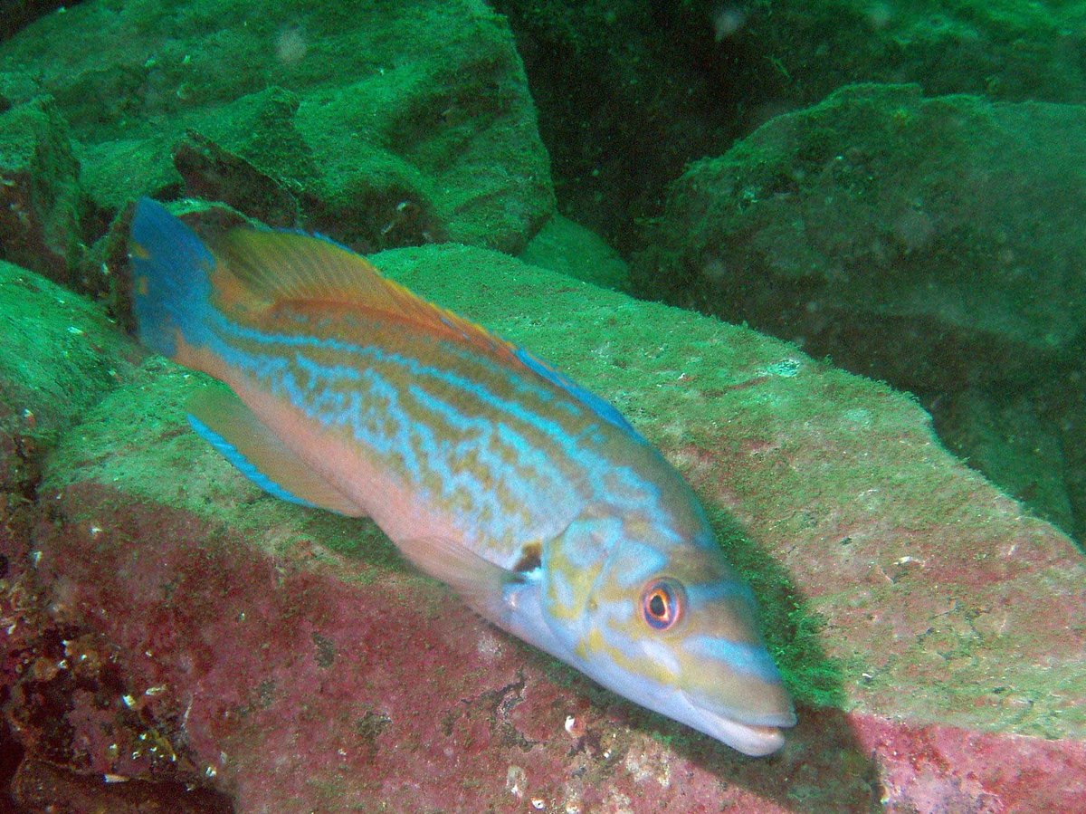 Since then SIFT and others have been pressing the Scottish Government and Marine Scotland to do better; wrasse play a key biological (and economic!) role in our inshore ecosystems.